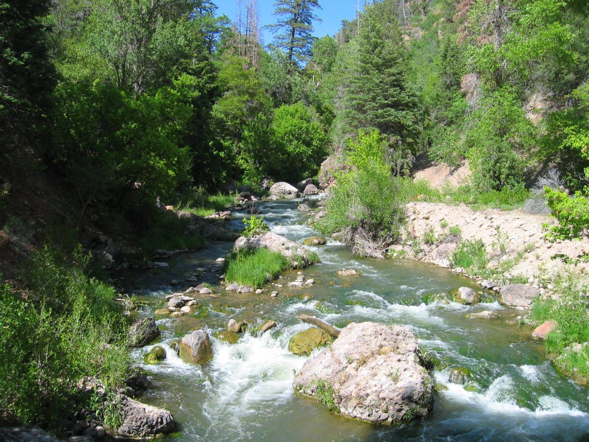 A serene river flowing through a lush green forest, surrounded by tall trees and rocky terrain. The water is clear and gently rippling over stones, with vibrant greenery on either side, creating a peaceful natural setting. Three Forks Loop mountain bike trail.