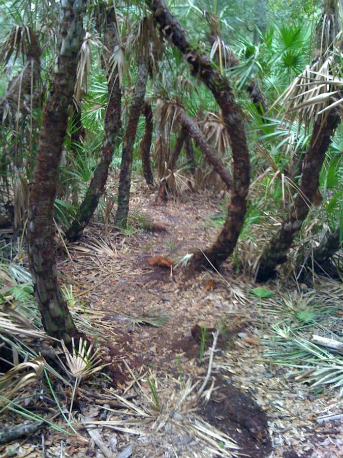 A winding dirt path through a dense area of palm trees and underbrush, with bent tree trunks and scattered leaves on the ground. The greenery creates a natural, secluded atmosphere. Mala Compra mountain bike trail.