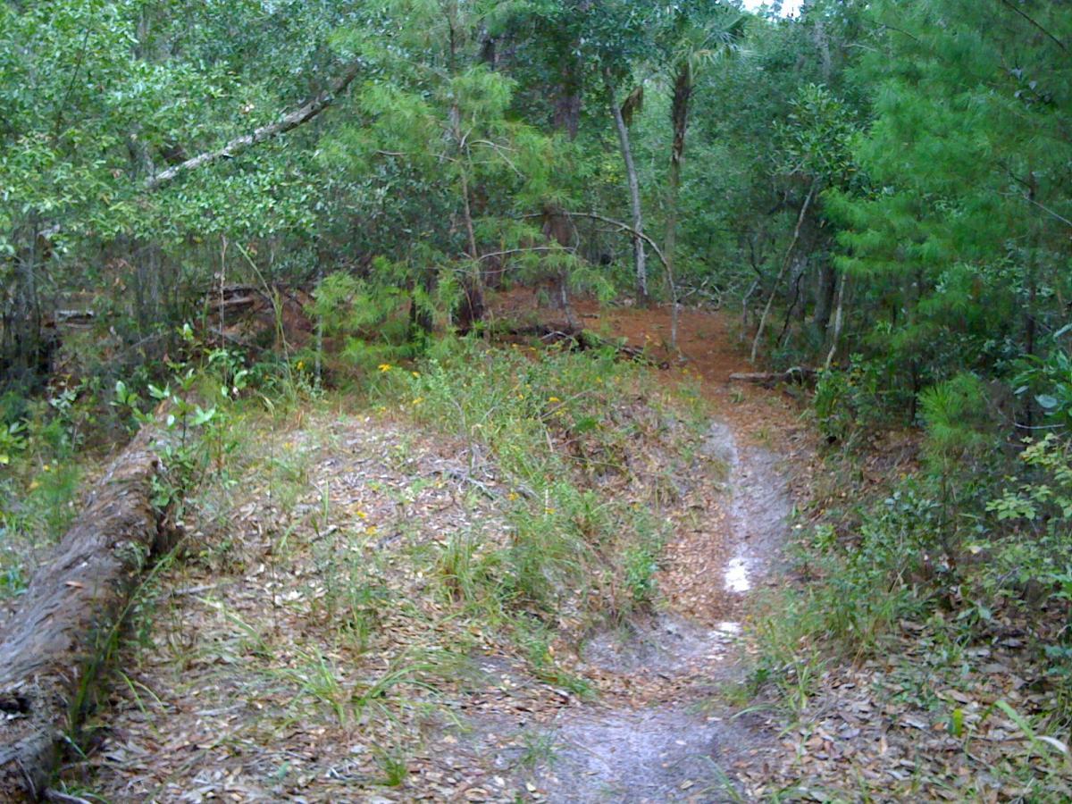 A narrow dirt path winding through a lush, wooded area, surrounded by green foliage and small yellow wildflowers. Sunlight filters through the trees, creating a serene and tranquil atmosphere in nature. The ground is scattered with leaves and small branches, and a fallen log lies to the left of the path. Mala Compra mountain bike trail.