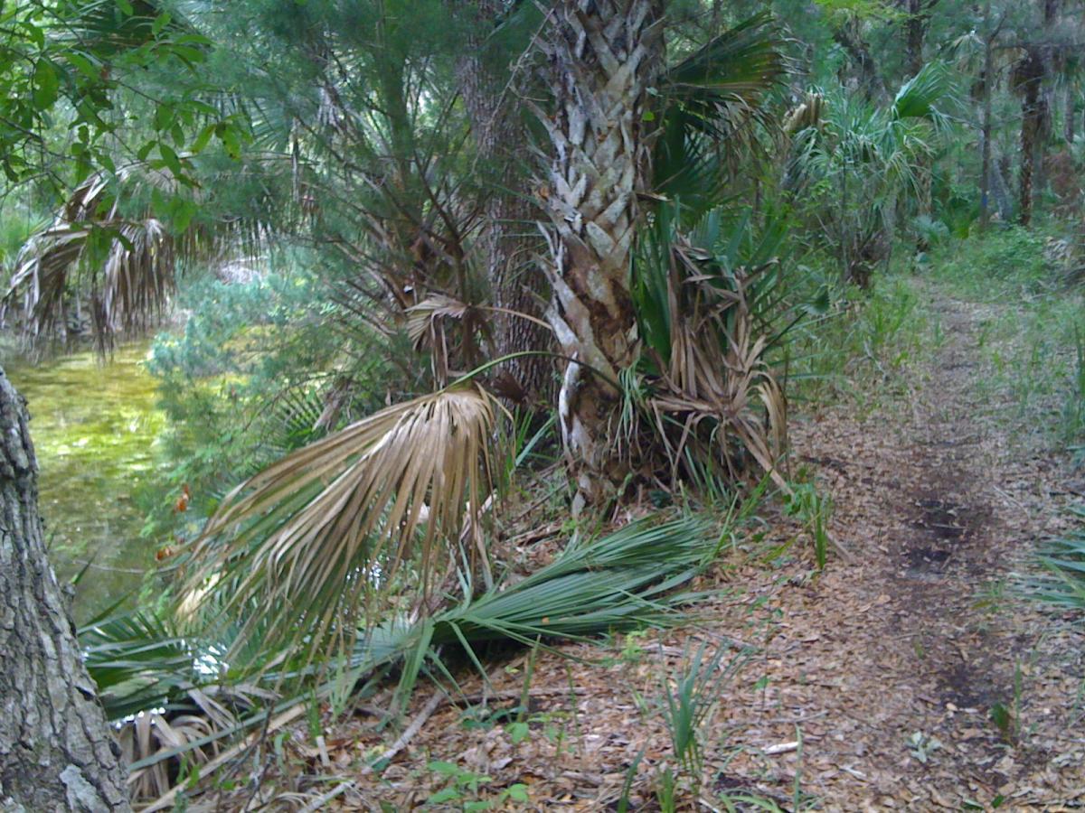 A winding dirt path surrounded by dense vegetation, including palm trees and leafy plants, leading toward a body of water in a forested area. The ground is covered with fallen leaves, and the scene is lush and green, indicating a vibrant ecosystem. Mala Compra mountain bike trail.