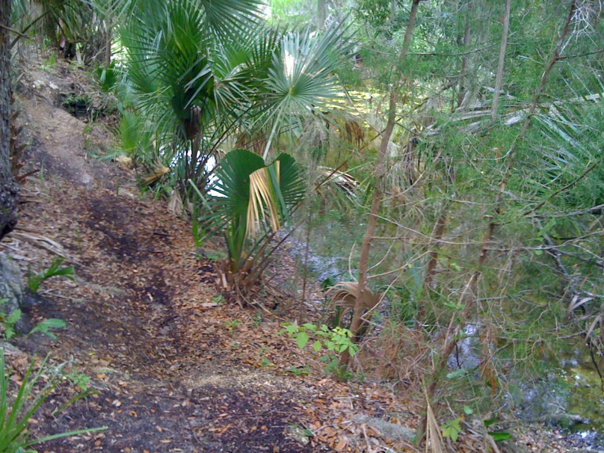 A narrow, winding path along the edge of a serene, lush wetland area, surrounded by various tropical plants and trees. The ground is covered with fallen leaves, and hints of water are visible in the background. Mala Compra mountain bike trail.