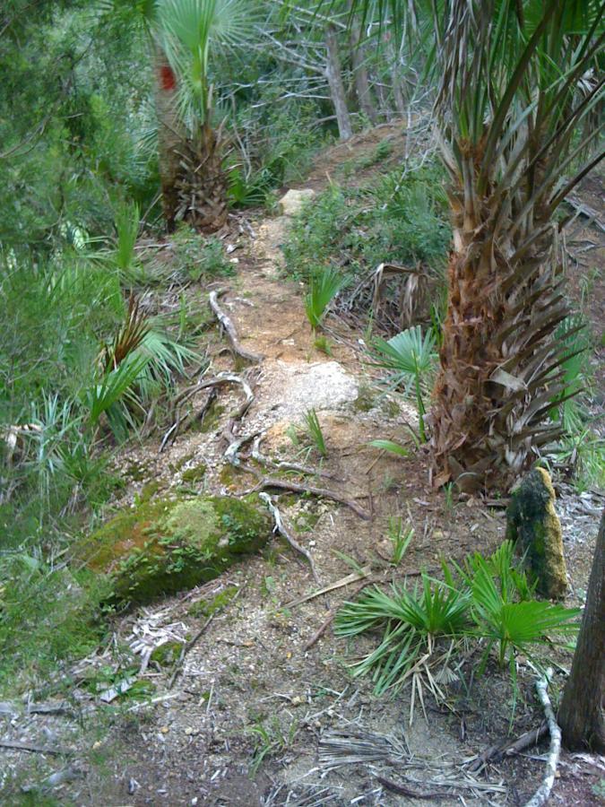 Alt text: A narrow dirt path winding through a dense forest featuring palm trees and various green vegetation. The ground is uneven with roots and small rocks visible, surrounded by lush undergrowth. Mala Compra mountain bike trail.