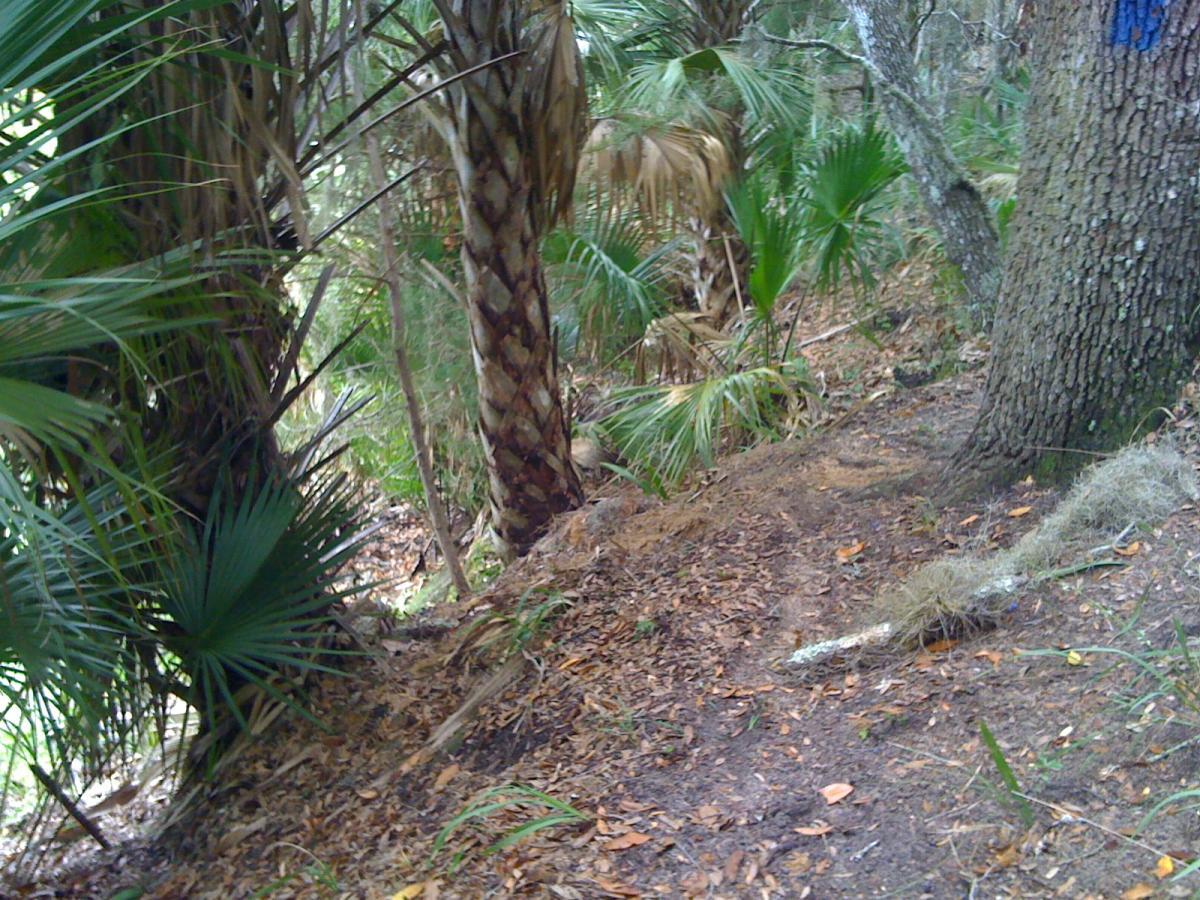 A dense, natural landscape featuring tall palm trees with textured trunks, surrounded by lush green foliage and scattered fallen leaves. A dirt path winds through the scene, hinting at an inviting hiking trail. Mala Compra mountain bike trail.