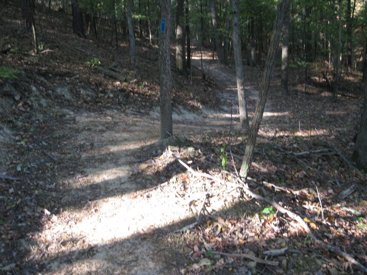 A forested trail showing a fork with pathways diverging in different directions, surrounded by trees and fallen leaves. Sunlight filters through the foliage, illuminating sections of the trail. A blue trail marker is visible on one of the trees. Bear Bottom Loop mountain bike trail.