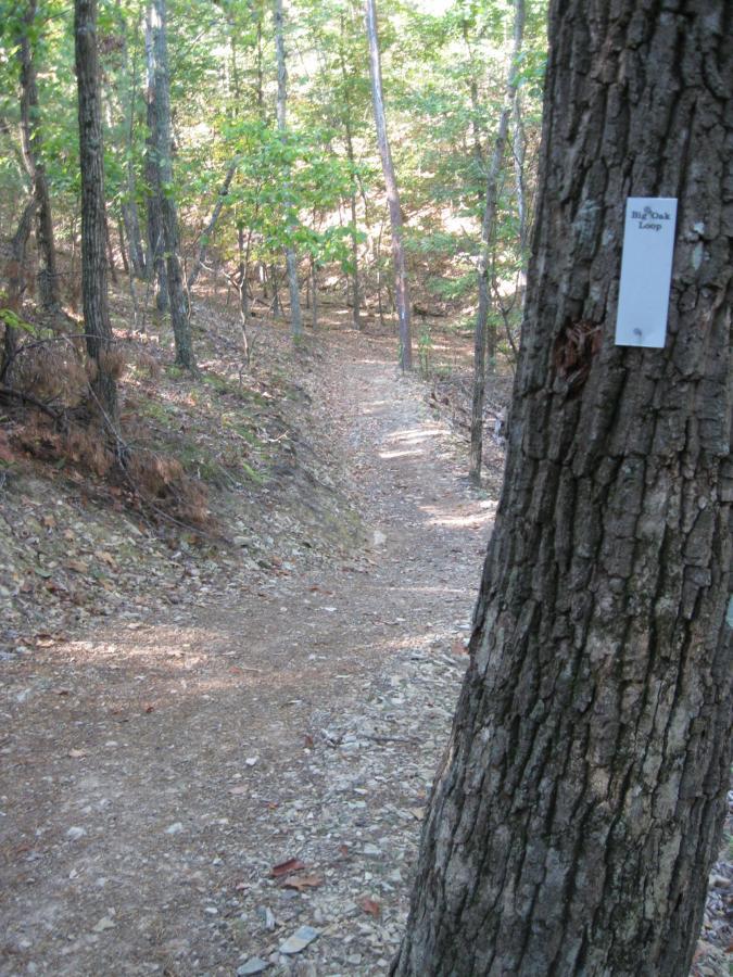 A winding dirt path through a wooded area, flanked by trees with green leaves. A trail marker labeled "Big Oak Loop" is visible on the trunk of a tree in the foreground, indicating the trail's name. The ground is covered with small rocks and fallen leaves, and sunlight filters through the trees, creating a serene outdoor atmosphere. Bear Bottom Loop mountain bike trail.