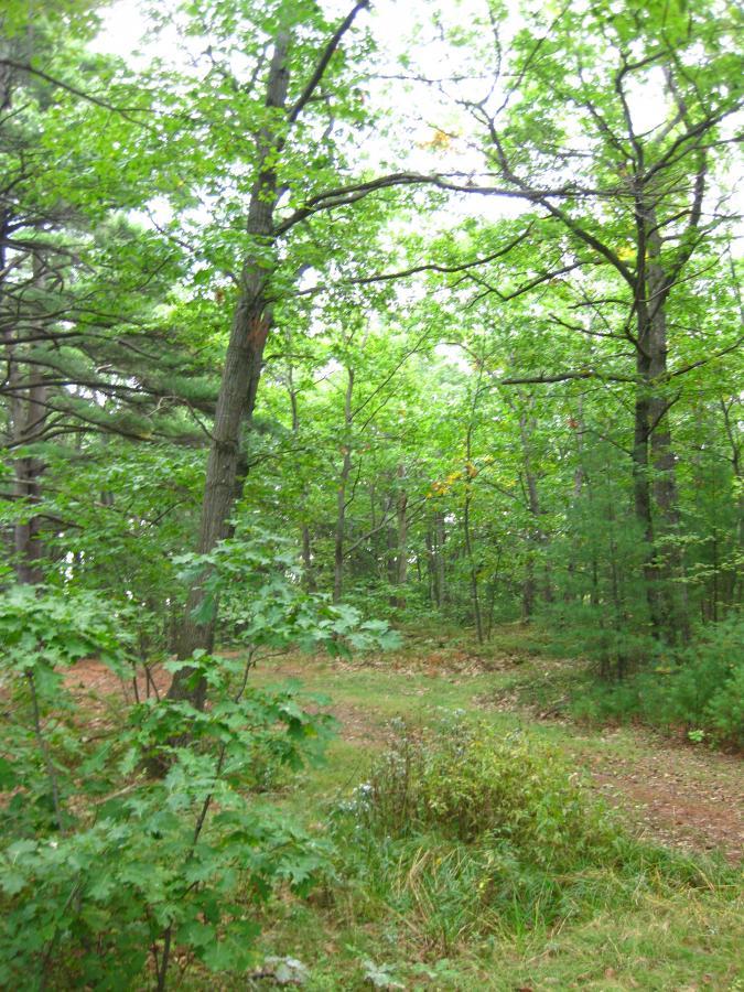 A lush green forest scene featuring tall trees with wide canopies, scattered vegetation on the forest floor, and a visible dirt path winding through the trees. The atmosphere is serene and natural, with a soft light filtering through the leaves. Clifford Park mountain bike trail.