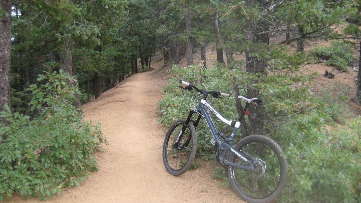 A mountain bike resting against a bush beside a dirt trail, surrounded by tall trees in a lush forest setting. The path winds through the greenery, inviting outdoor exploration. Palmer Trail / Section 16 mountain bike trail.