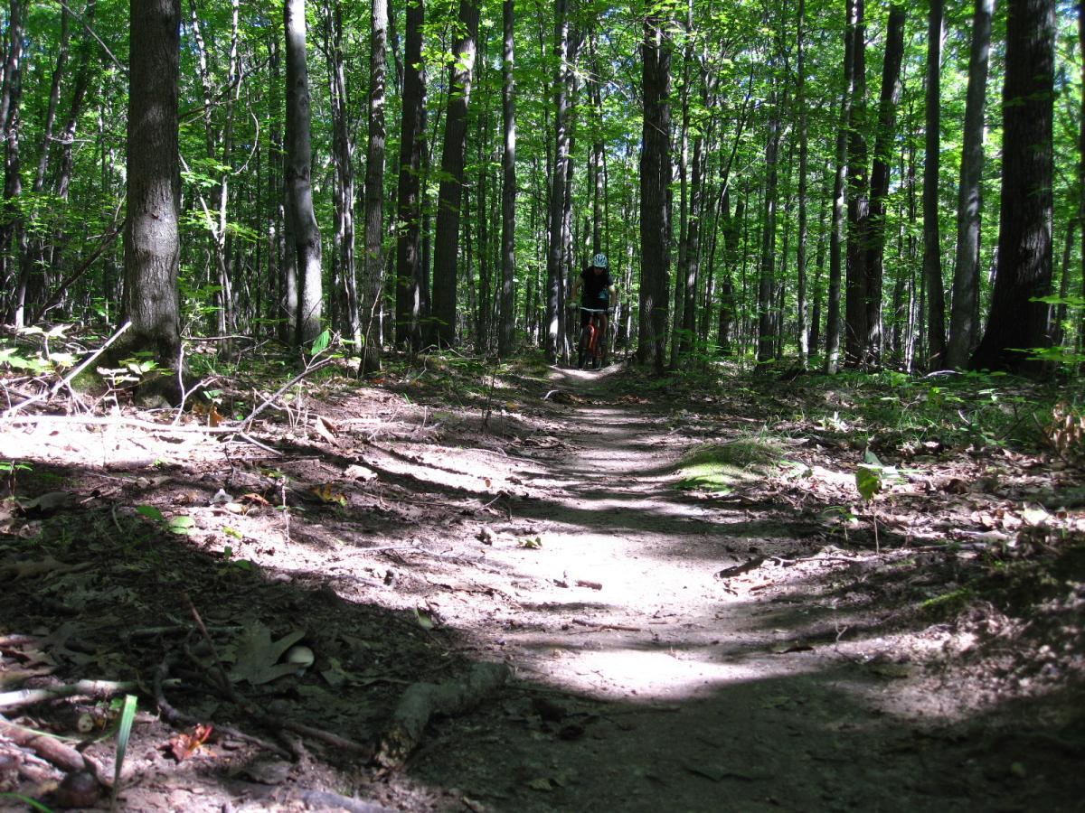 A narrow dirt path winding through a dense forest, flanked by tall trees with green foliage. Sunlight filters through the leaves, creating patches of light and shadow on the ground. In the distance, a person is riding a bicycle along the trail. Nine Mile mountain bike trail.