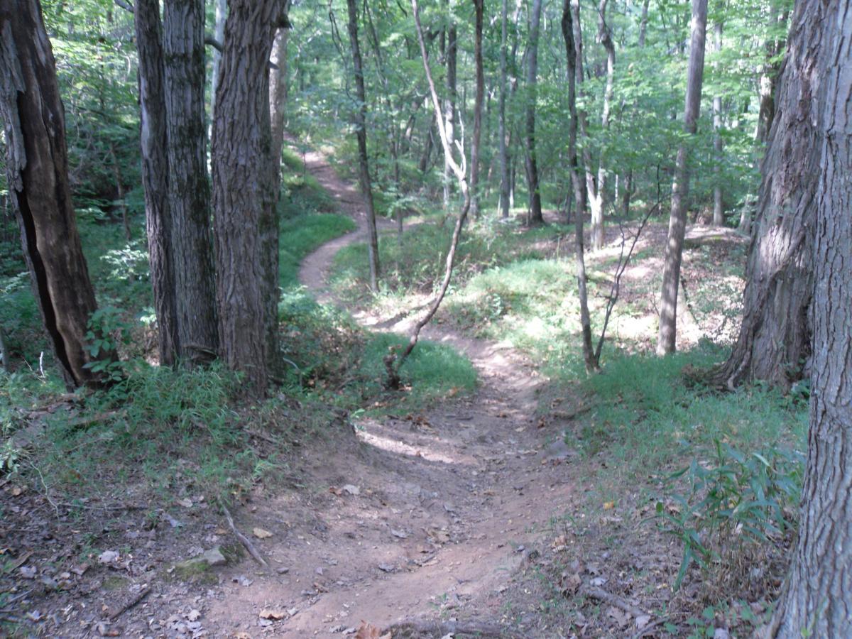 Winding dirt trail through a lush green forest, surrounded by tall trees and undergrowth. The path leads deeper into the woods, showcasing a peaceful, natural landscape. Chimney Rock mountain bike trail.