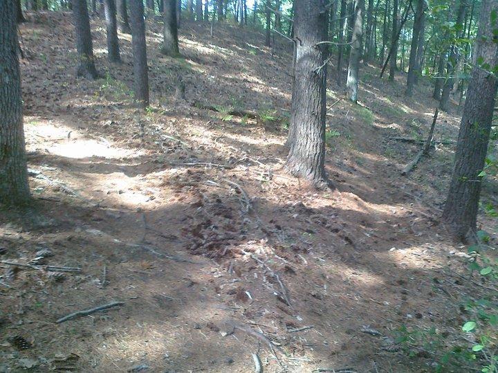 A sun-dappled forest scene featuring a sloped landscape covered with pine needles, fallen branches, and a variety of trees. The ground shows winding paths indicating possible trails through the woods. Cutler Park mountain bike trail.