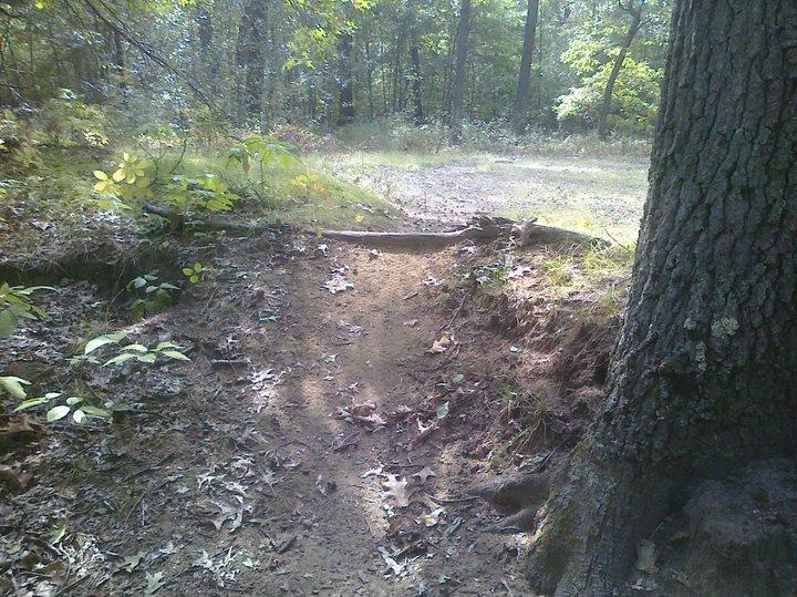 A dirt path in a wooded area, leading to a clear open space with trees in the background. The ground is covered with fallen leaves and patches of grass, while a sturdy tree trunk is visible on the right side of the image. Cutler Park mountain bike trail.