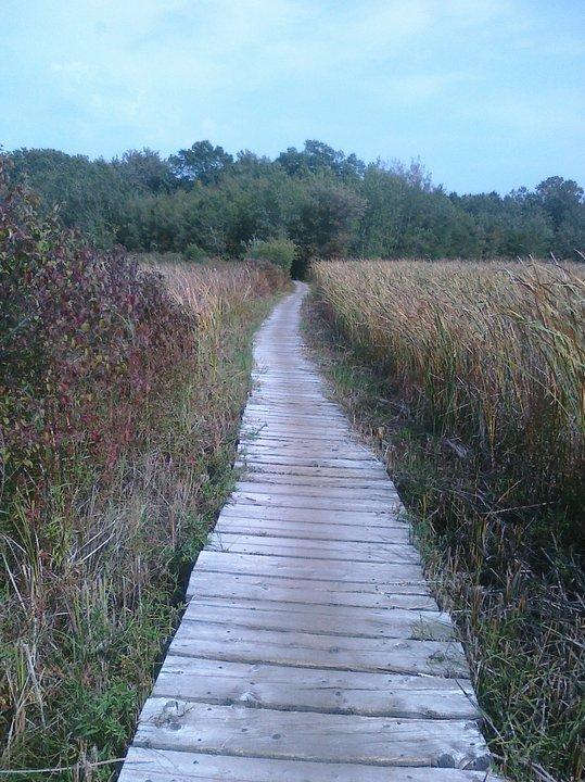 A wooden boardwalk winding through a tall grass field, surrounded by green shrubs and trees under a blue sky. Cutler Park mountain bike trail.
