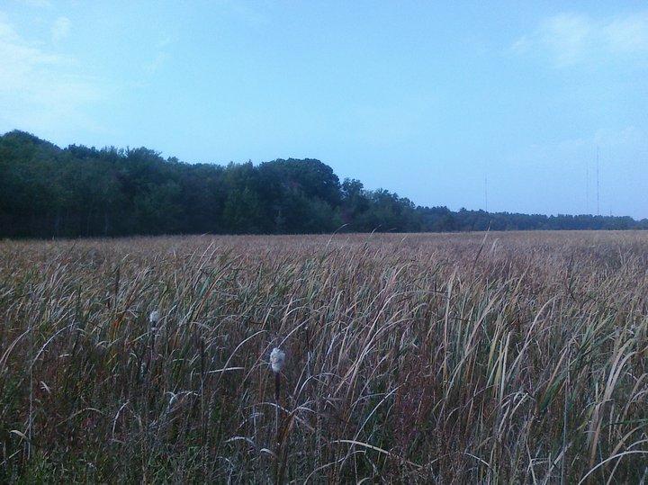 A wide view of a grassy field under a blue sky, with tall grasses swaying in the breeze. In the background, a tree line can be seen along with tall radio towers. The scene exudes a calm and natural atmosphere, highlighting the beauty of the landscape. Cutler Park mountain bike trail.