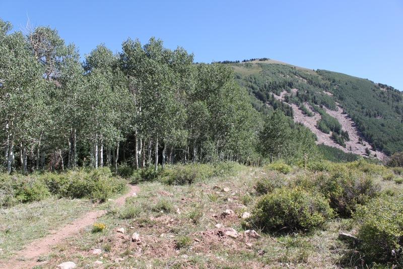 A scenic view of a lush forest with green aspen trees on the left, leading to a gently winding dirt path. In the background, a mountainous landscape rises, covered in greenery and rocky slopes, under a clear blue sky. Hazard County mountain bike trail.