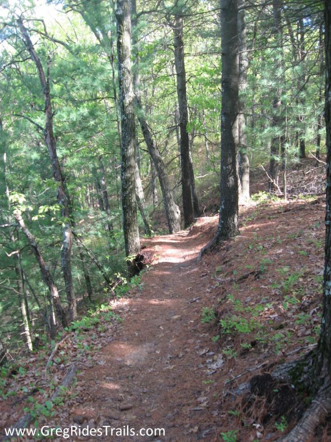 A winding dirt trail surrounded by tall, green pine trees, with patches of sunlight filtering through the leaves. The forest floor is covered with pine needles and small plants, creating a serene and inviting hiking environment. Northface mountain bike trail.