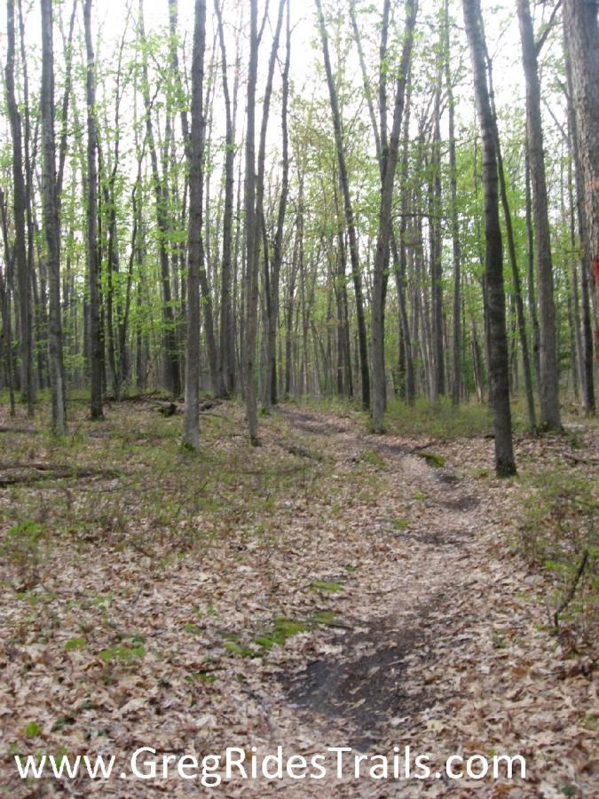 A scenic forest trail surrounded by tall, bare trees with budding green leaves. The path, covered in fallen leaves, winds through the woods, inviting exploration. Natural underbrush and gentle slopes enhance the tranquil atmosphere of the woodland setting. Select Cut mountain bike trail.