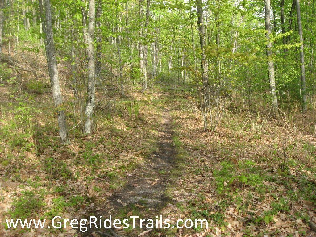 A dirt path meanders through a lush green forest, lined with tall trees and scattered leaves on the ground. Sunlight filters through the canopy, casting a warm glow on the trail. The scene conveys a peaceful, natural environment ideal for walking and exploring. Snodgrass mountain bike trail.