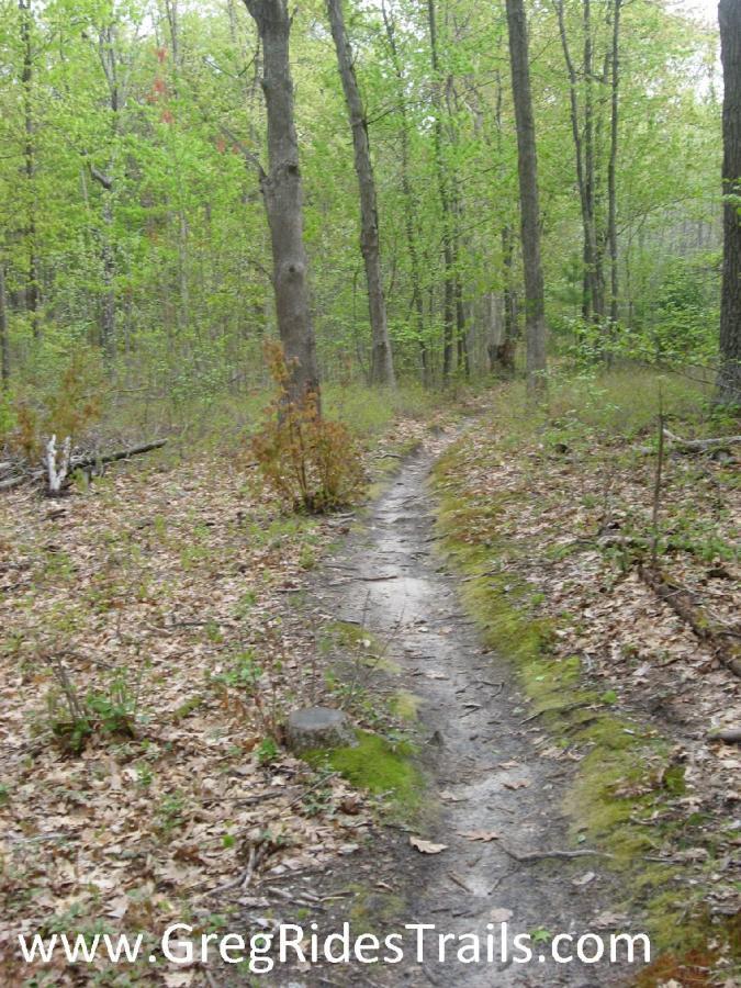 A winding gravel trail through a green forest, surrounded by tall trees and scattered leaves on the ground. The scene captures the tranquility and natural beauty of the woods in early spring. Dead Turkey mountain bike trail.