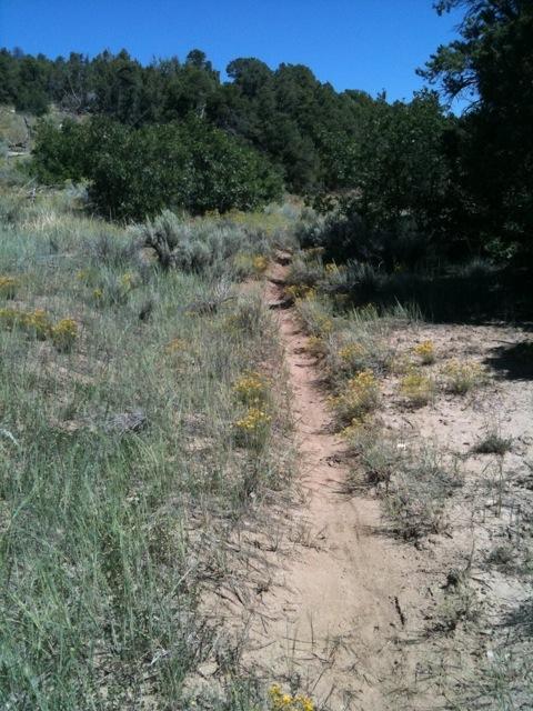 Narrow dirt pathway winding through a grassy area with scattered wildflowers, surrounded by shrubs and trees under a clear blue sky. Horse Gulch mountain bike trail.