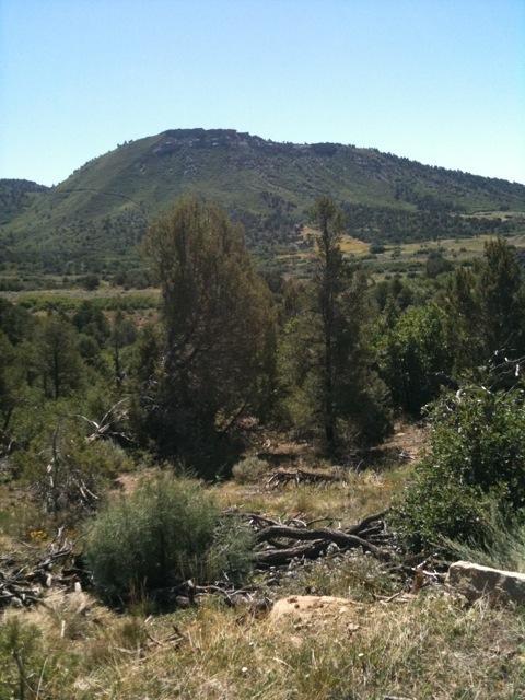 A scenic view of a mountainous landscape featuring a prominent hill covered in greenery. The foreground displays various trees and shrubs, with scattered fallen branches and stones. The blue sky above adds to the serene, natural setting. Horse Gulch mountain bike trail.