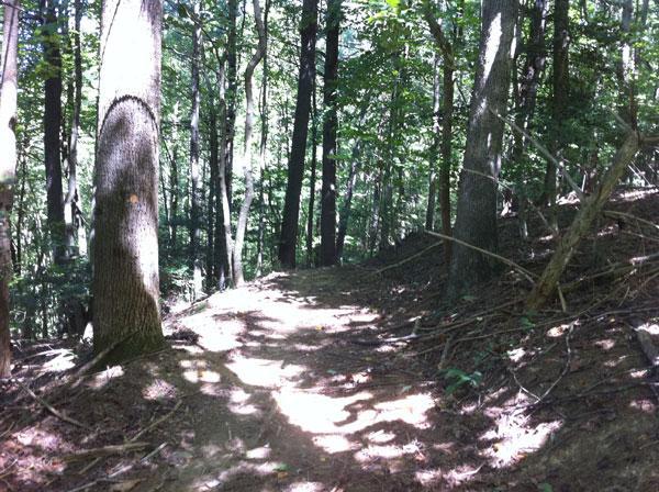 A shaded hiking trail winding through a dense forest with tall trees and dappled sunlight illuminating the path. Warrior Creek mountain bike trail.