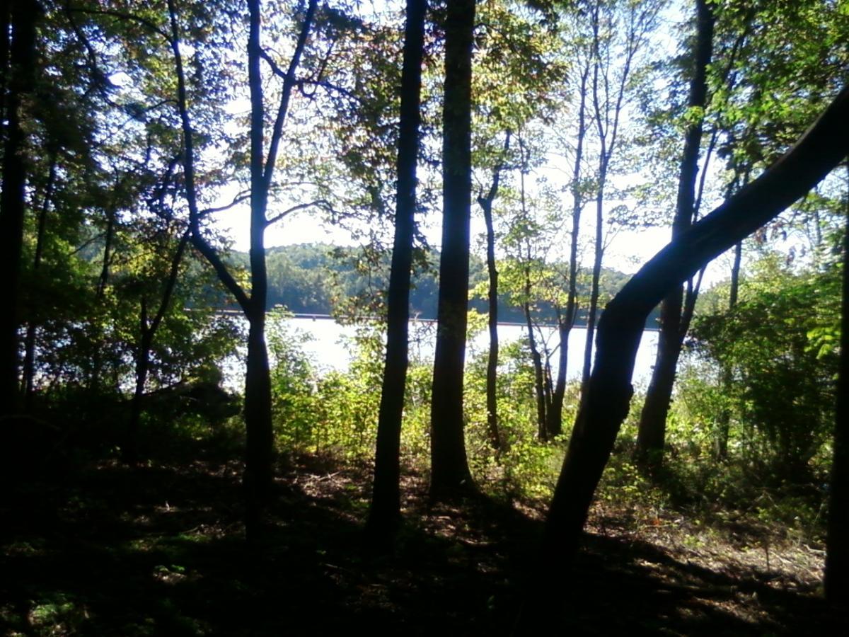 A serene view of a wooded area with trees framing a glimpse of a calm lake in the distance. The scene is illuminated by bright sunlight filtering through the foliage, highlighting the lush greenery and creating gentle shadows on the ground. Bald Eagle mountain bike trail.