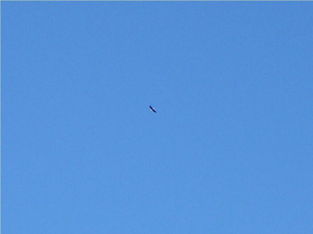 A bird soaring high in a clear blue sky. North Fork Mountain Trail mountain bike trail.