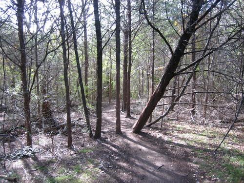 A narrow dirt trail winding through a dense forest, with tall trees and underbrush casting shadows on the path. Sunlight filters through the branches, creating a serene and natural atmosphere. Boulder Park mountain bike trail.