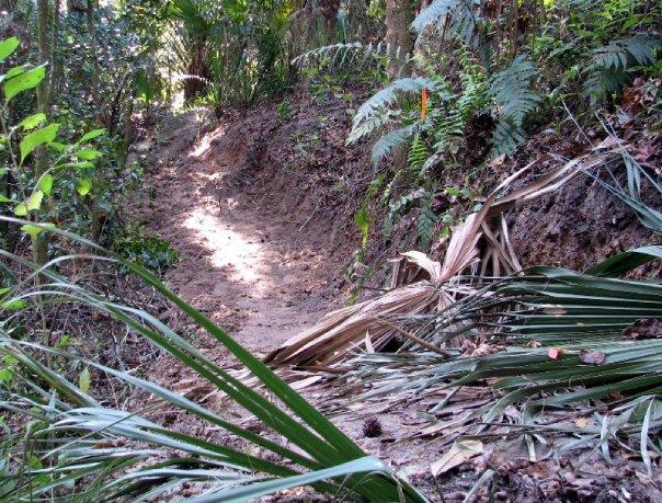 A narrow dirt path winding through a dense, lush green forest, surrounded by ferns and vegetation, with sunlight illuminating sections of the trail. Chuck Lennon Park mountain bike trail.