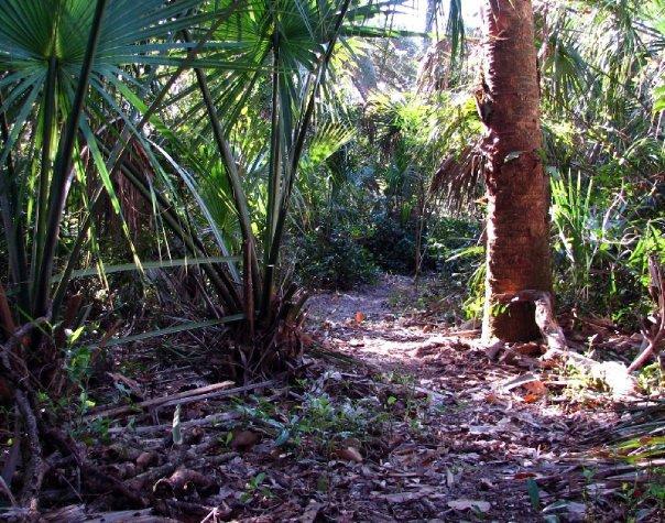 A narrow dirt path winding through a lush tropical forest, surrounded by dense green foliage, palm leaves, and a sturdy tree trunk to the right. Sunlight filters through the leaves, creating a dappled light effect on the ground. Chuck Lennon Park mountain bike trail.