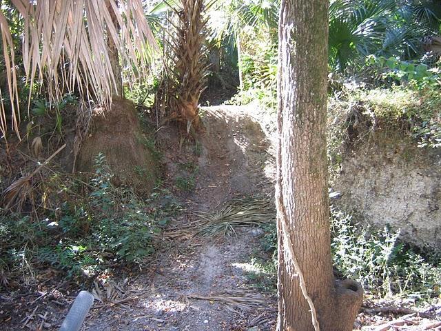 A narrow, sandy path winding through dense vegetation, flanked by a thick tree trunk on one side and soil banks covered in foliage on the other. Sunlight filters through the leaves, illuminating the trail and surrounding plants. Chuck Lennon Park mountain bike trail.