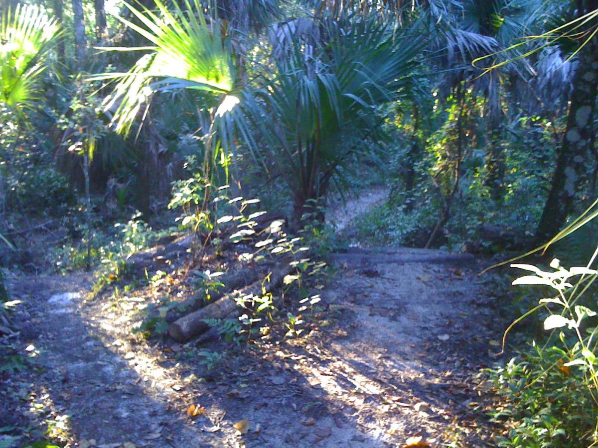 A narrow dirt path winding through a lush, green forest, surrounded by tall palm fronds and dense vegetation. Sunlight filters through the trees, casting dappled shadows on the ground, with patches of sandy soil and fallen leaves visible along the trail. Chuck Lennon Park mountain bike trail.