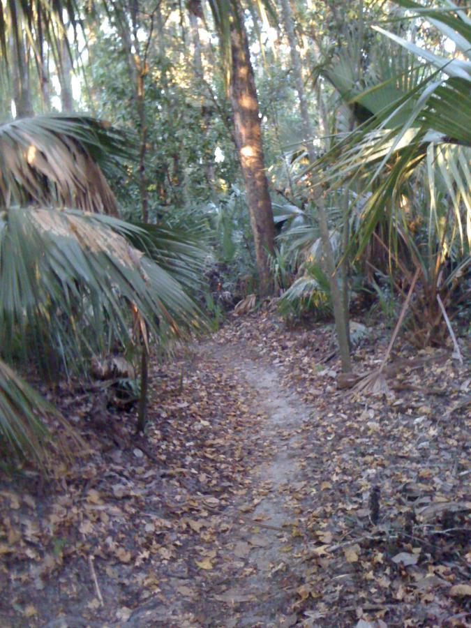 A narrow dirt pathway surrounded by dense foliage, including palm leaves and trees, leading into a lush green forest. The ground is covered with a mix of dry leaves and soil, suggesting a natural, untamed environment with dappled sunlight filtering through the trees. Chuck Lennon Park mountain bike trail.