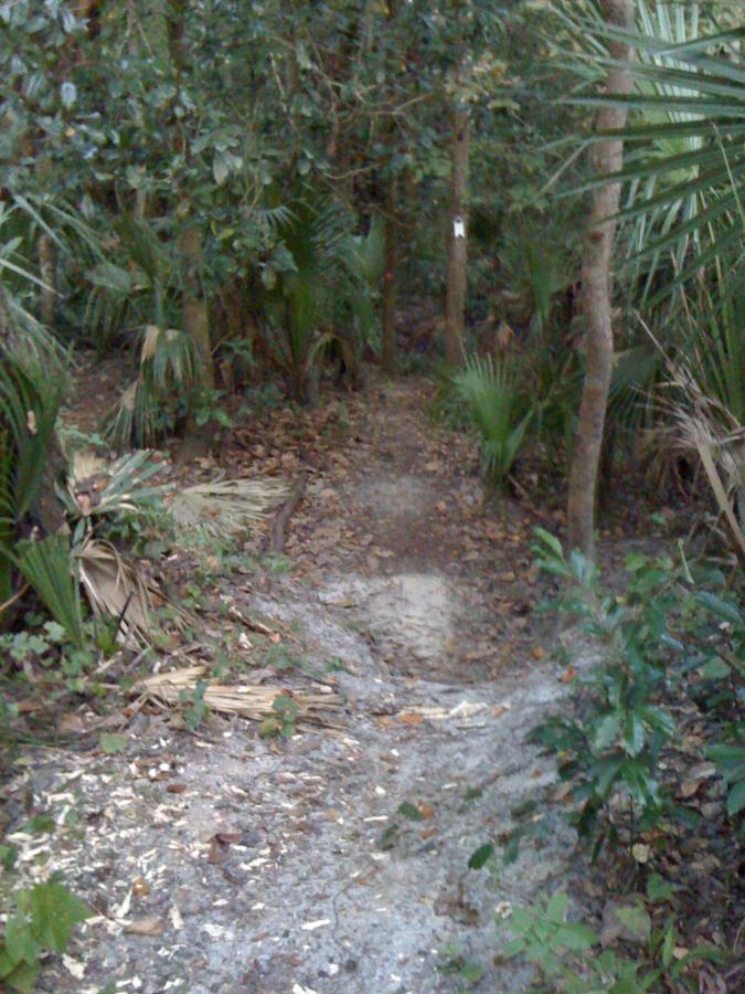 A narrow dirt path winding through dense green foliage in a forested area, with leaf litter and palm plants lining the sides. Chuck Lennon Park mountain bike trail.