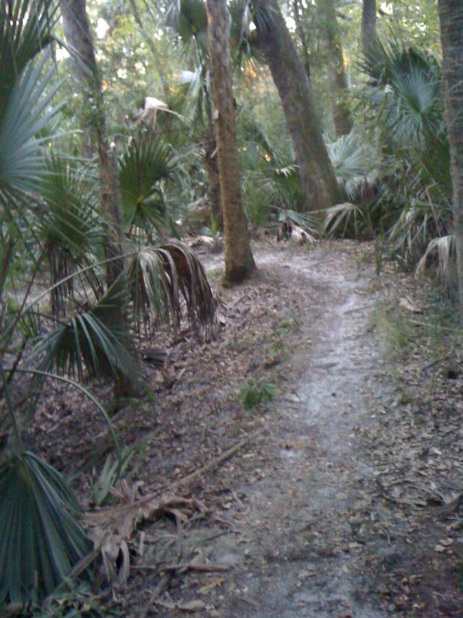 A narrow dirt path winding through a dense forest, surrounded by tall trees and lush green palm leaves, with fallen leaves scattered on the ground. Chuck Lennon Park mountain bike trail.