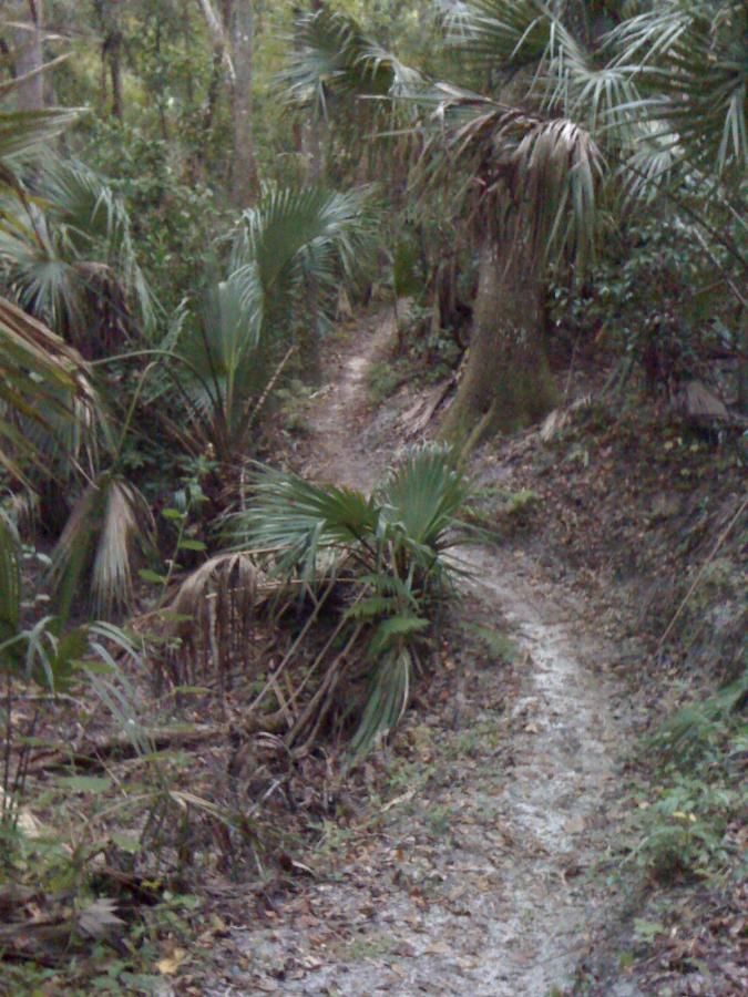A narrow dirt trail winding through a dense, tropical forest filled with tall trees and lush green foliage, including palms and underbrush, with scattered leaves along the path. Chuck Lennon Park mountain bike trail.