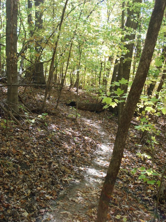 A narrow, winding dirt path through a forest during autumn, surrounded by trees with green and yellow leaves. The ground is covered with fallen leaves, and a log lies across the trail, creating a natural rustic setting. Sunlight filters through the canopy above, illuminating the scene. Mammoth Trail mountain bike trail.