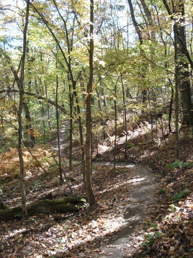 A winding dirt path through a forest with autumn foliage, featuring tall trees with green and yellow leaves, and a carpet of fallen leaves on the ground. Sunlight filters through the branches, illuminating the serene landscape. Murphy Hanrehan mountain bike trail.