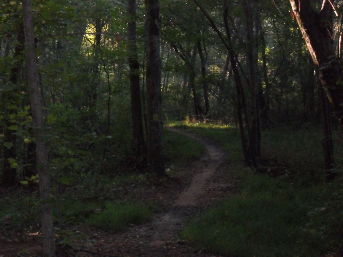 A winding dirt path cuts through a serene forest landscape, surrounded by tall trees and lush greenery. Soft sunlight filters through the leaves, creating a warm, inviting atmosphere. Fort Yargo State Park mountain bike trail.