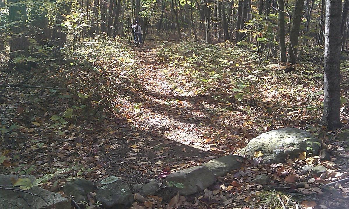 A scenic forest trail covered with colorful autumn leaves, leading into a wooded area with tall trees. A person can be seen in the distance riding a bicycle along the path. Sunlight filters through the trees, creating dappled shadows on the ground. Vance's Cove mountain bike trail.