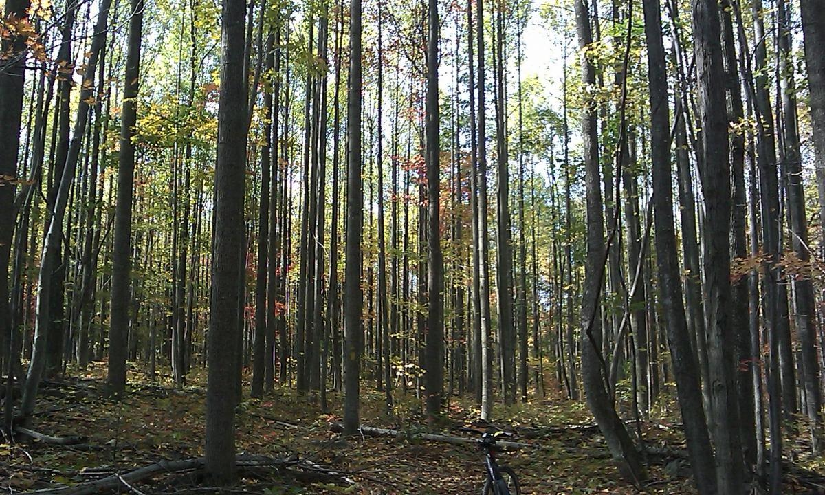 A serene forest scene featuring tall, slender trees with green leaves and hints of autumn colors. The forest floor is covered with fallen leaves and branches, and a bicycle is partially visible on the right side of the image. The sunlight filters through the trees, creating a peaceful, natural ambiance. Vance's Cove mountain bike trail.
