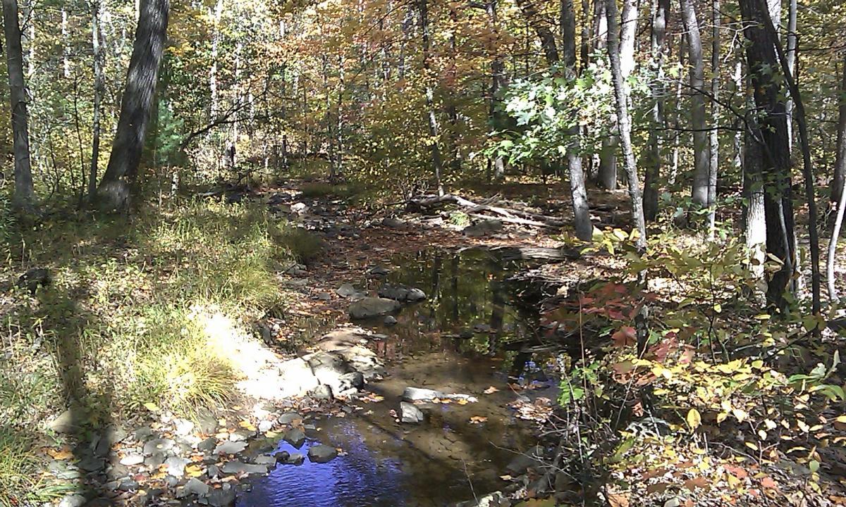 A serene forest scene featuring a small, shallow creek surrounded by autumn foliage. The trees have a mix of green and warm orange hues, and fallen leaves are scattered on the ground and in the water. Sunlight filters through the branches, creating a peaceful atmosphere. Vance's Cove mountain bike trail.