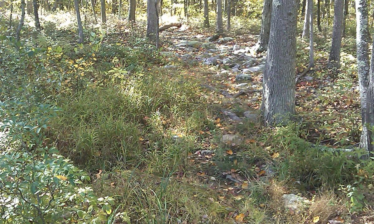 Alt text: A forest scene featuring a narrow, rocky path lined with green grass and scattered autumn leaves. Tall trees surround the pathway, creating a serene and natural atmosphere. Vance's Cove mountain bike trail.