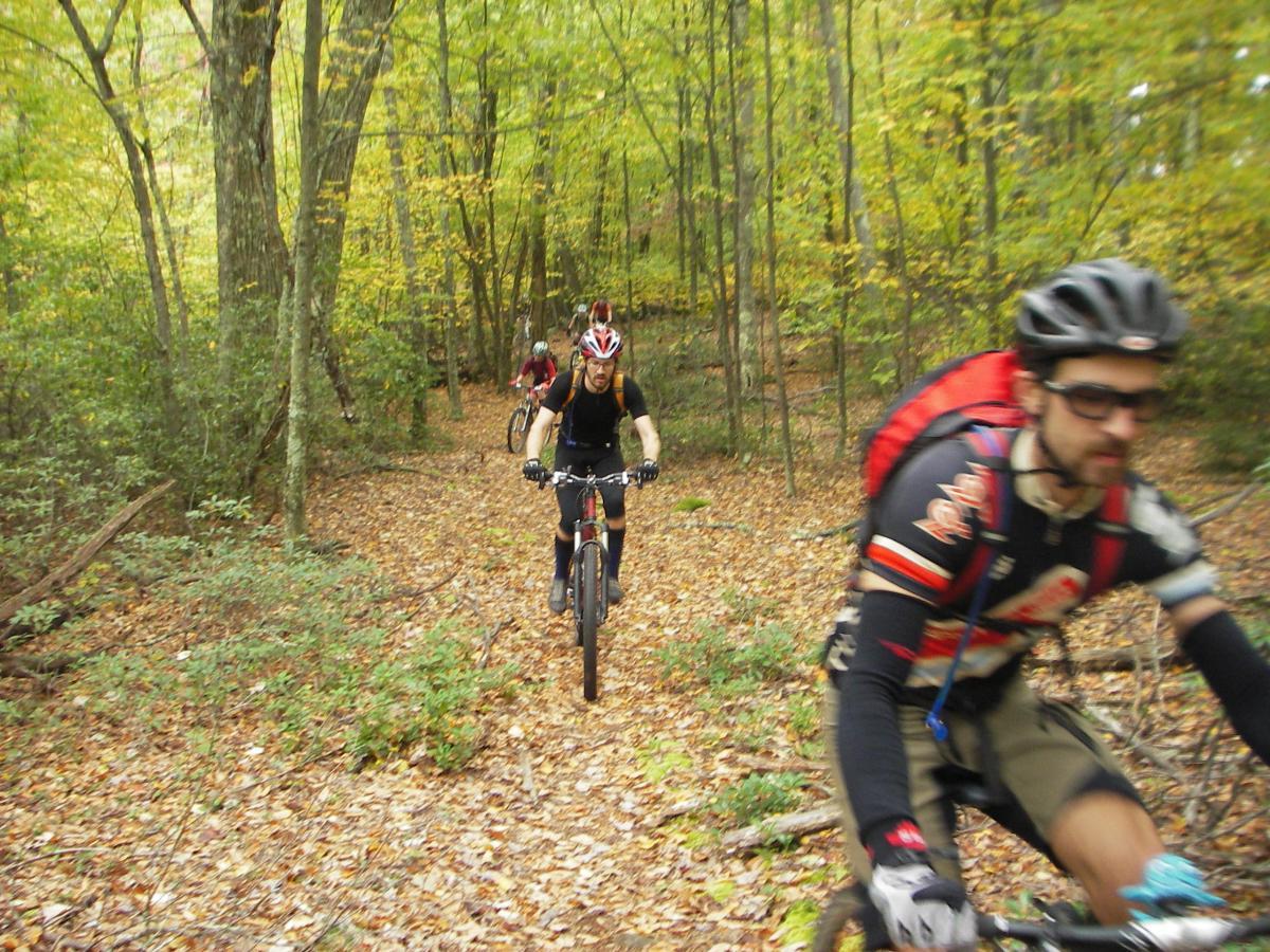 Three mountain bikers riding along a narrow trail through a wooded area with autumn foliage. The scene features tall trees with yellow and green leaves, and the ground is covered in fallen leaves. Two bikers are clearly visible in the foreground, while a third biker is riding slightly behind them. North Fork Mountain Trail mountain bike trail.