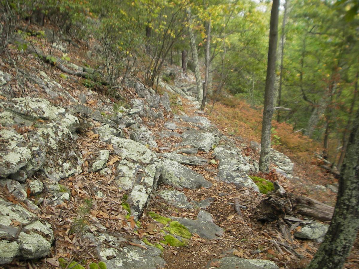 A rocky hiking trail surrounded by trees and foliage, featuring patches of moss and scattered leaves on the ground. North Fork Mountain Trail mountain bike trail.