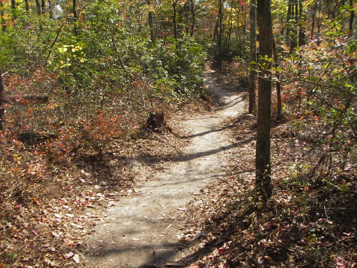 A winding dirt path through a wooded area, surrounded by trees and colorful foliage. The ground is covered in fallen leaves, creating a natural, serene atmosphere. The sunlight filters through the trees, illuminating parts of the trail. Wolf Ridge Trail mountain bike trail.