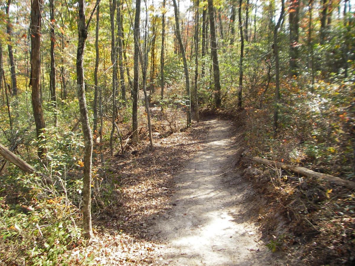 A winding dirt path through a forest, surrounded by tall trees with colorful autumn foliage. The scene captures the natural beauty of the woods, with leafy underbrush and scattered fallen leaves along the path. Wolf Ridge Trail mountain bike trail.