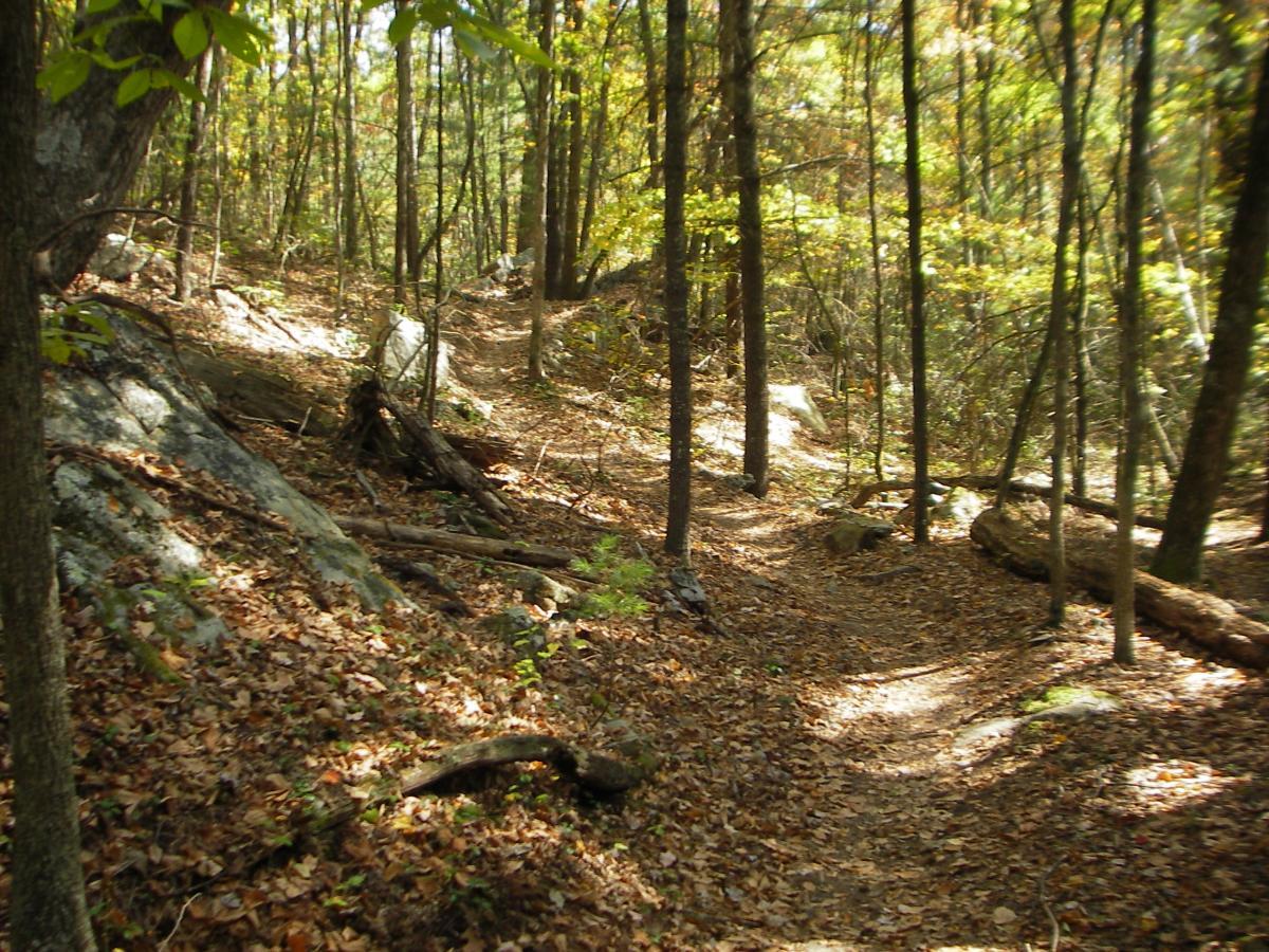 A serene forest scene depicting a winding dirt trail surrounded by tall trees and scattered rocks. The ground is covered in a layer of autumn leaves, creating a natural pathway through the lush greenery. Sunlight filters through the foliage, adding a warm glow to the landscape. Wolf Ridge Trail mountain bike trail.