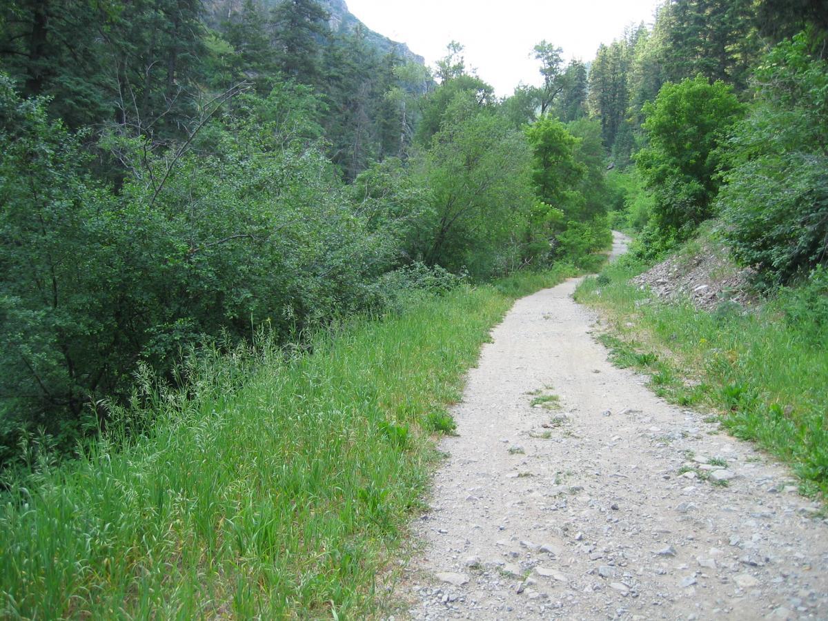 A winding dirt path surrounded by lush green foliage and trees, leading through a serene natural landscape. The path is flanked by tall grasses and shrubs, creating a tranquil atmosphere perfect for walking or hiking. Wheeler Creek mountain bike trail.