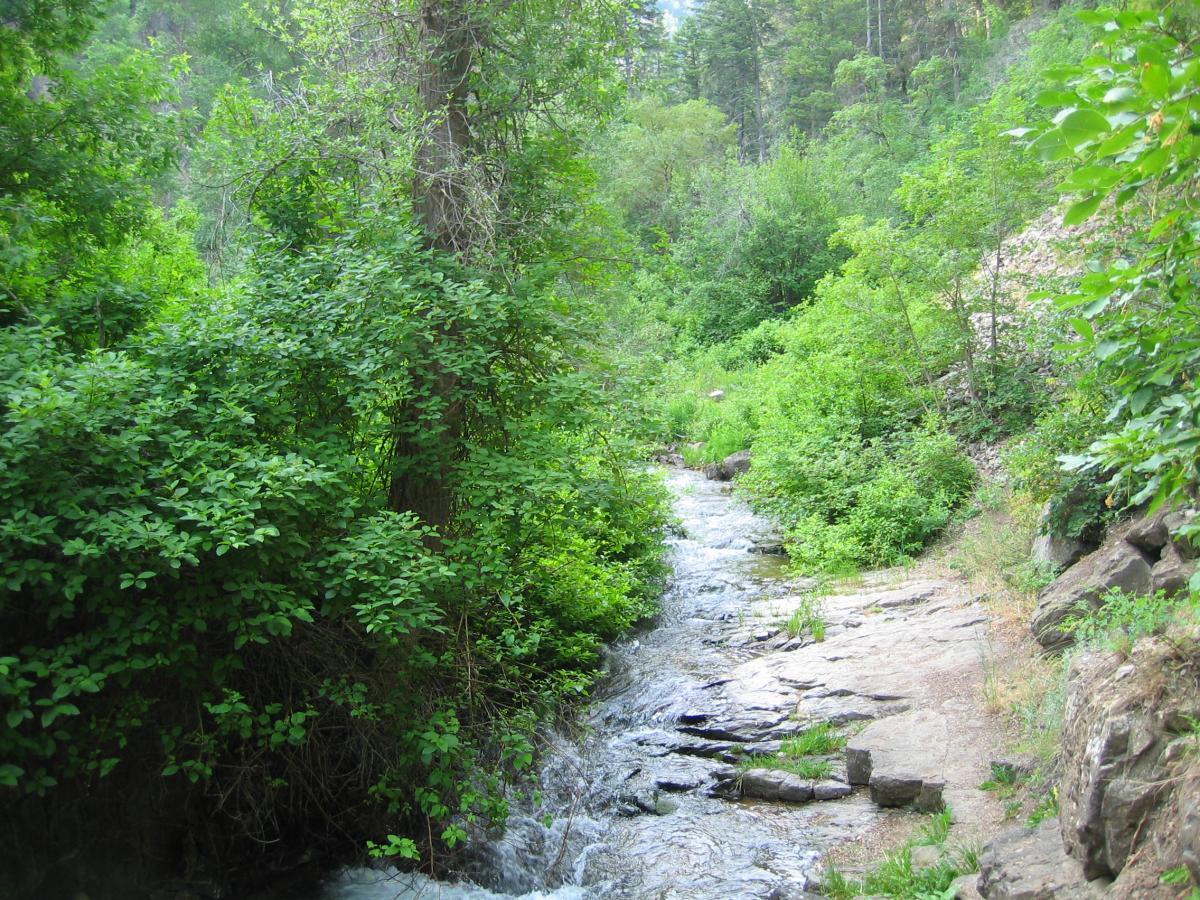 A serene stream flowing through a lush green forest, surrounded by dense foliage and trees. The water gently cascades over smooth rocks, creating a tranquil natural scene. Wheeler Creek mountain bike trail.
